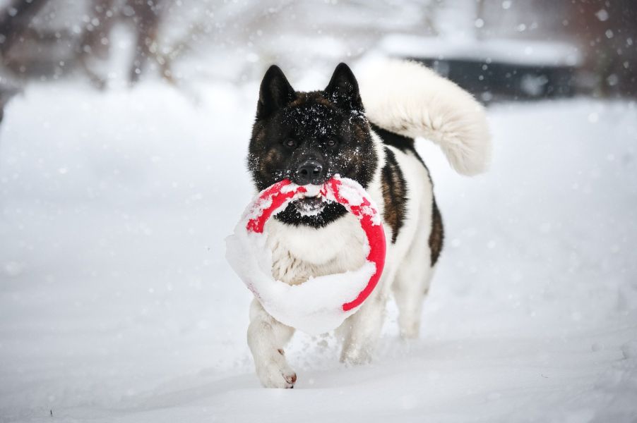 Akita speelt in de sneeuw.