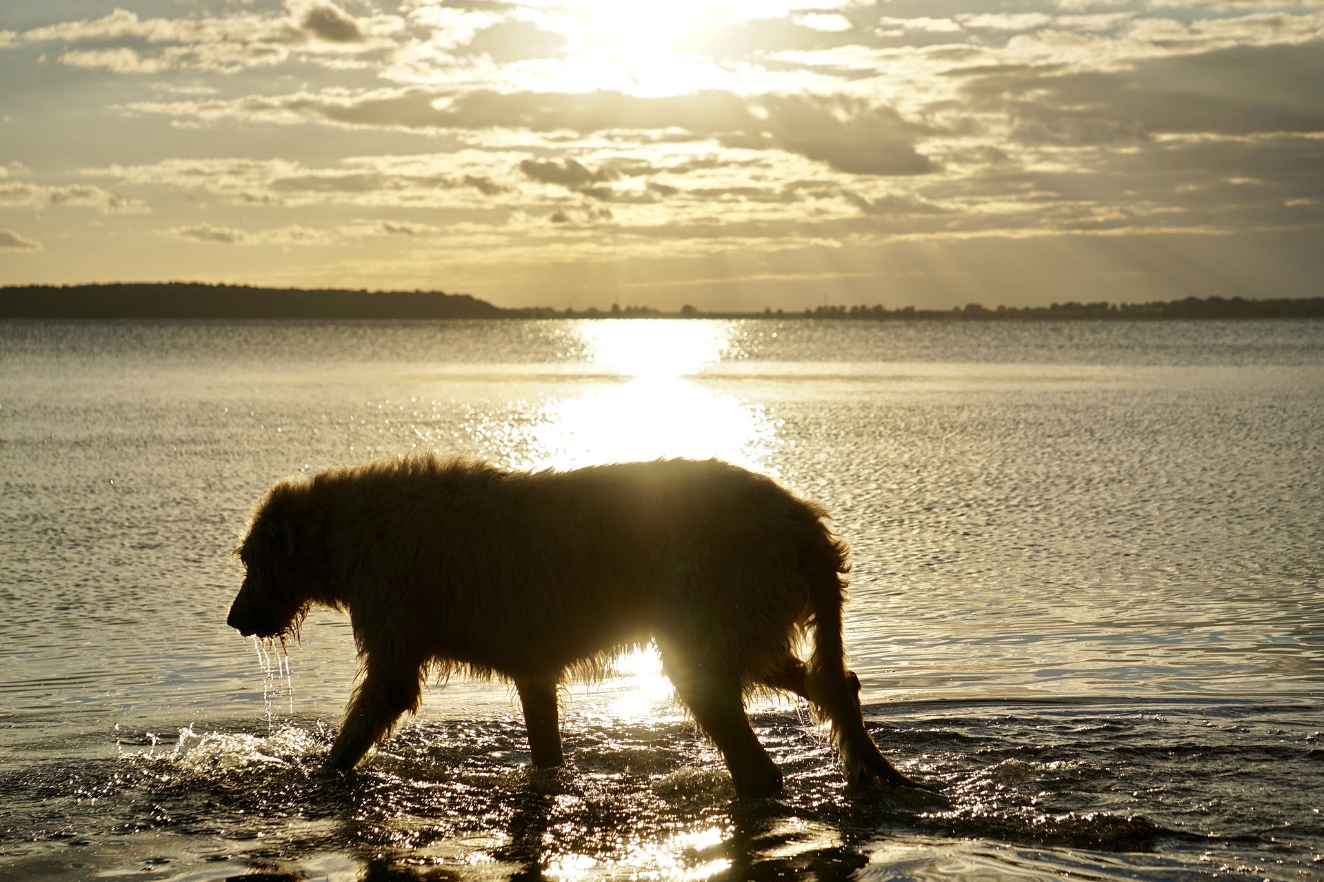 De Wolfshond is een rustige en evenwichtige hond die graag met zijn eigenaar rent en speelt.