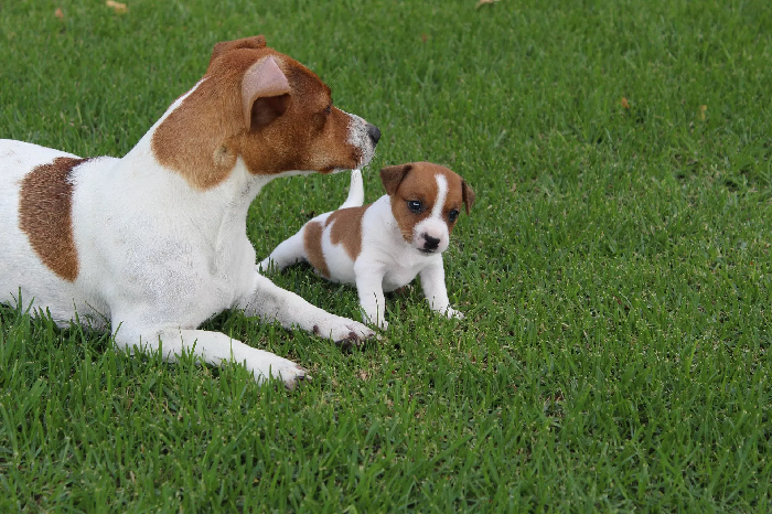 Jack Russell Terrier met een puppy.
