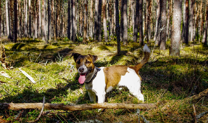 Jack Russell Terrier in het bos.