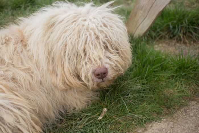 De Komondor ligt in het gras.
