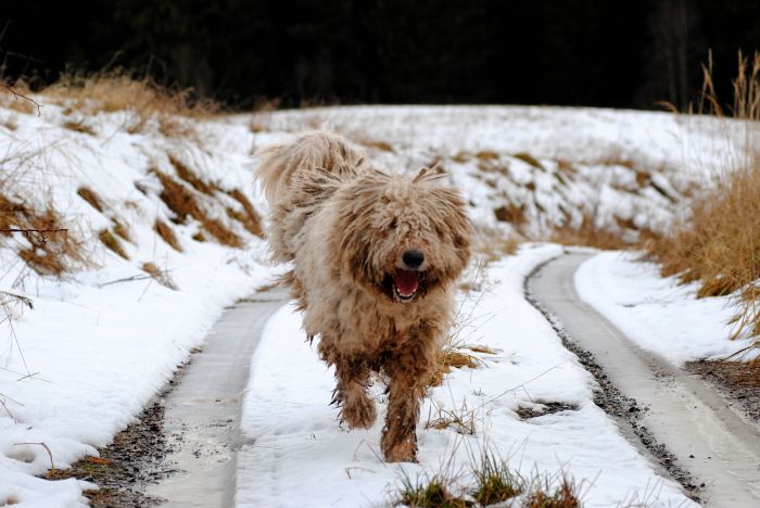 De Komondor loopt.