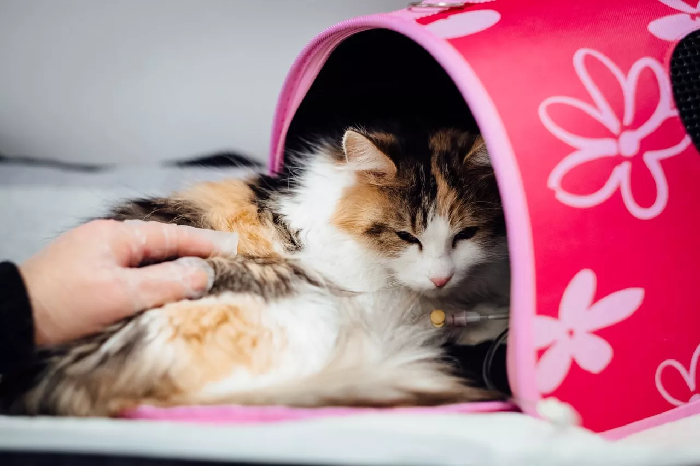 Zieke kat in een draagzak.