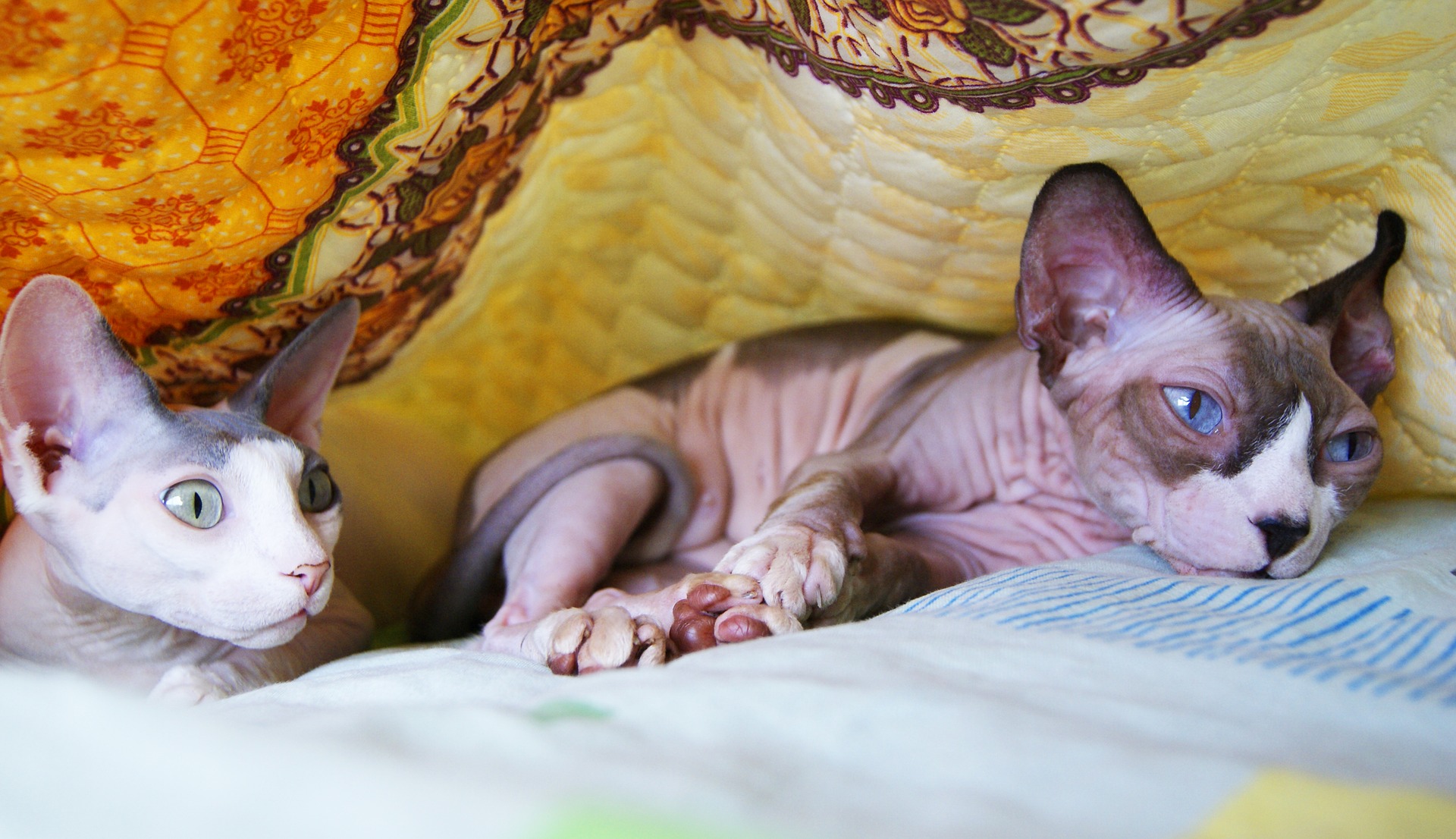 Sphynx-katten zijn zeer speels en houden ervan om te ravotten.