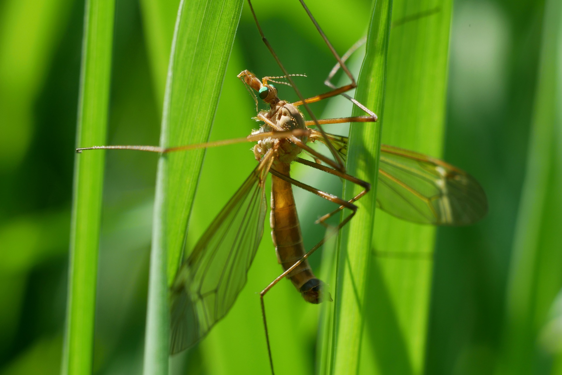 De mug kan het kale gebied rond de ogen, de mond, de oren of de anus van de hond raken.