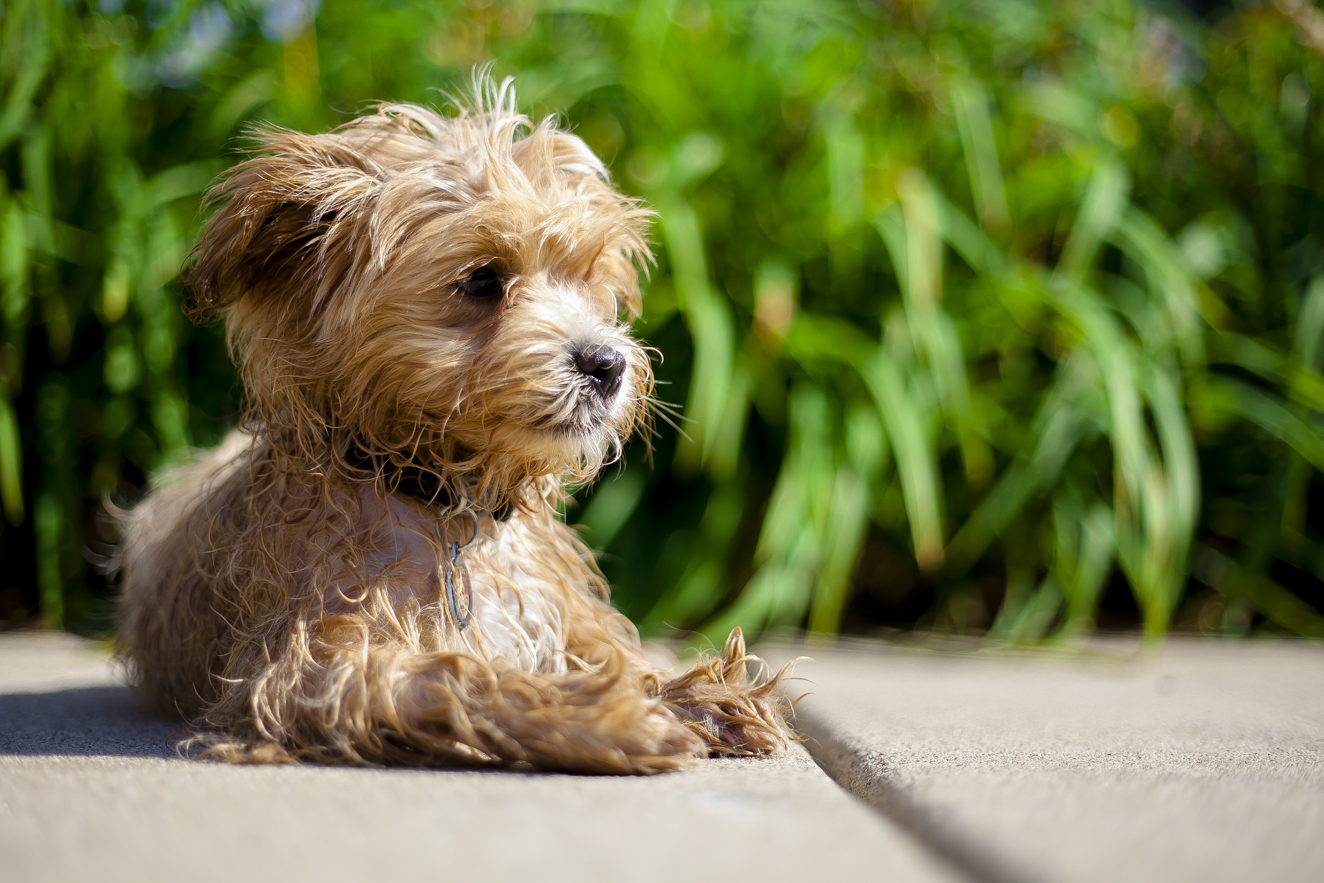 Maltipoo-honden stammen uit de kruising van vrouwelijke Maltezers met mannelijke Poedels. Deze hybriden zijn erg schattig en speels en bereiken geen grote lichaamsgrootte.