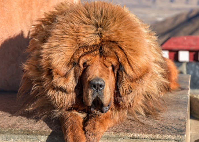 Rode Tibetaanse Mastiff.