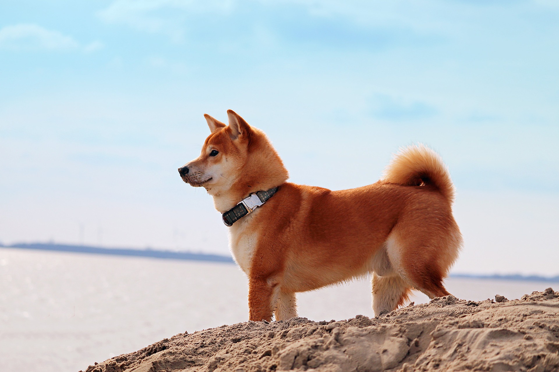 Shiba inu zijn zeer slim en volhardend in hun acties. Ze vinden het leuk om puzzels op te lossen en deel te nemen aan trainingen.