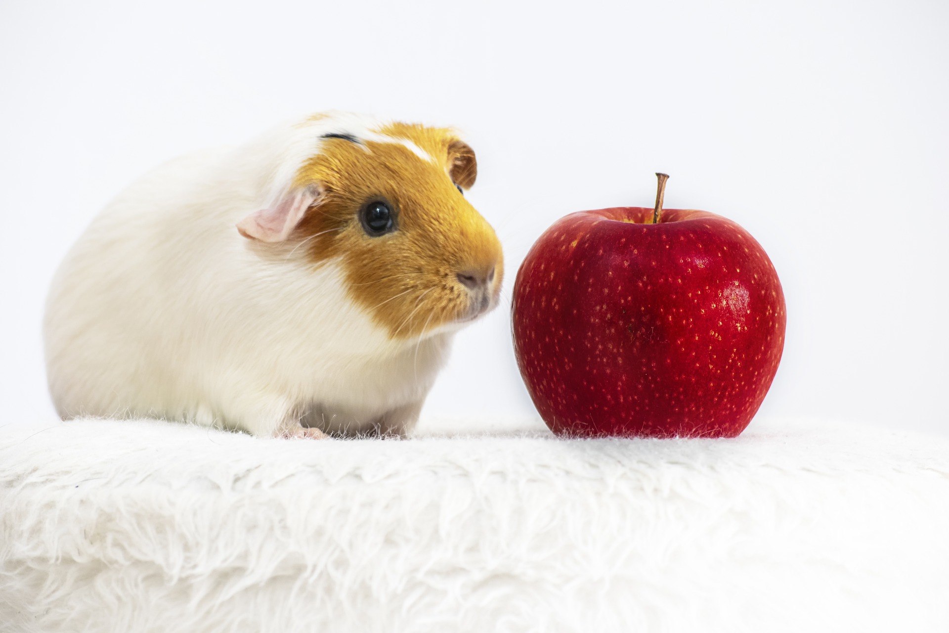 De voeding van cavia's moet rijk zijn aan vitamine C-rijke voedingsmiddelen, omdat het lichaam van het dier deze niet zelf kan produceren.