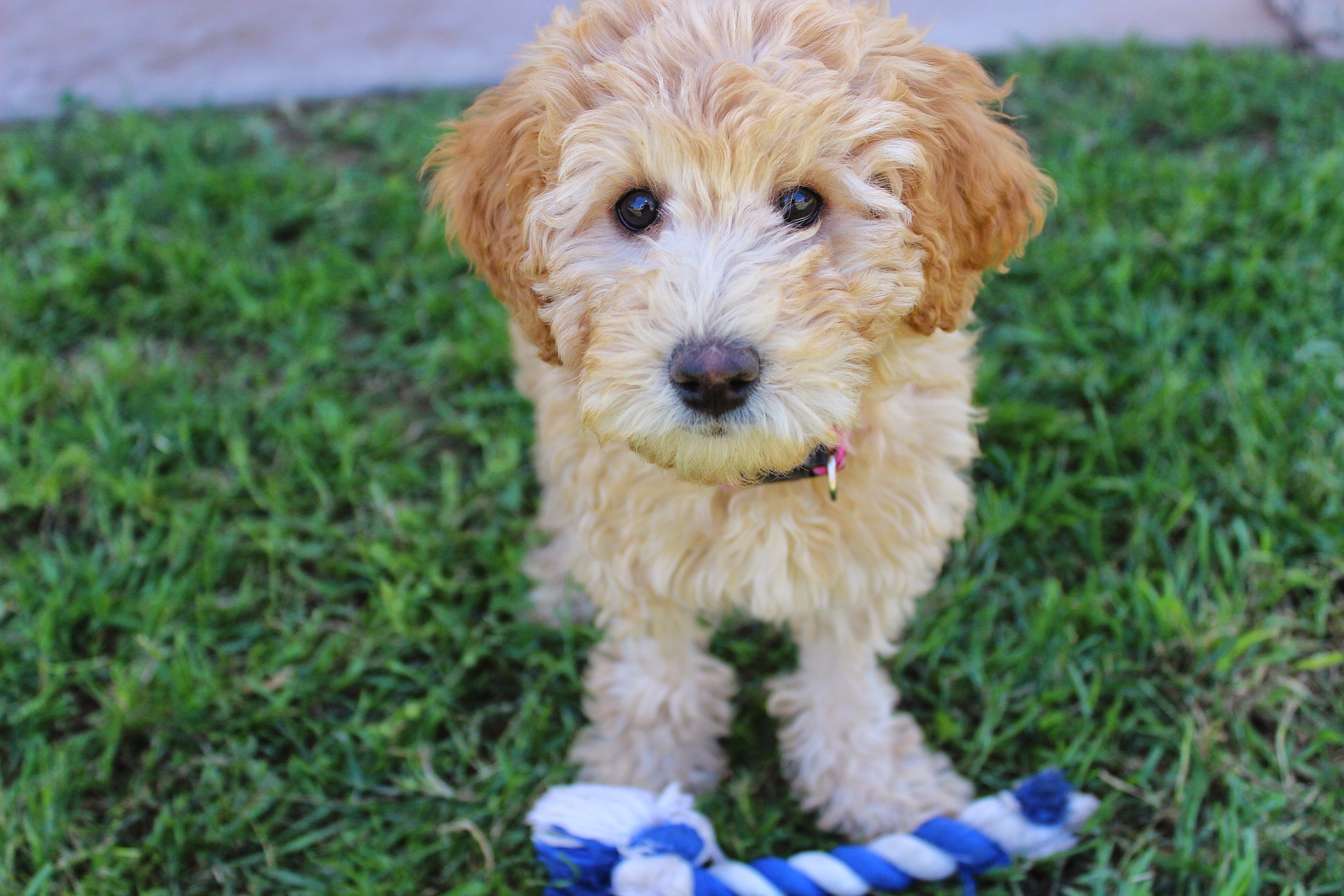 In tegenstelling tot een valse veronderstelling zijn Labradoodles geen honden voor allergieën. Het is niet het type vacht dat allergisch maakt, maar het speeksel en de dierlijke uitscheidingen. Voor de aankoop van een hond moet men altijd controleren hoe men op hem reageert.
