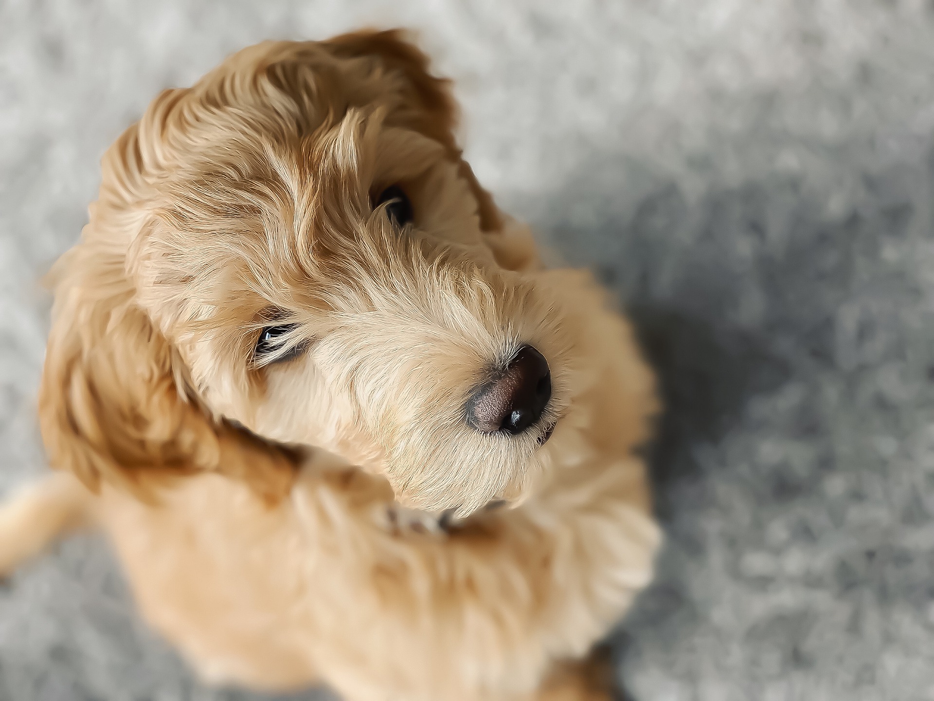 De snuit van de Goldendoodle lijkt op die van een teddybeer, de zwarte neus en de ogen steken af van de krullende vacht. Het schattige uiterlijk van de Goldendoodle is zijn voordeel en tegelijkertijd veroorzaakt het veel problemen - het is belangrijk om te onthouden dat hij nog steeds een hond is en soorttypische behoeften heeft - hij is geen mascotte.