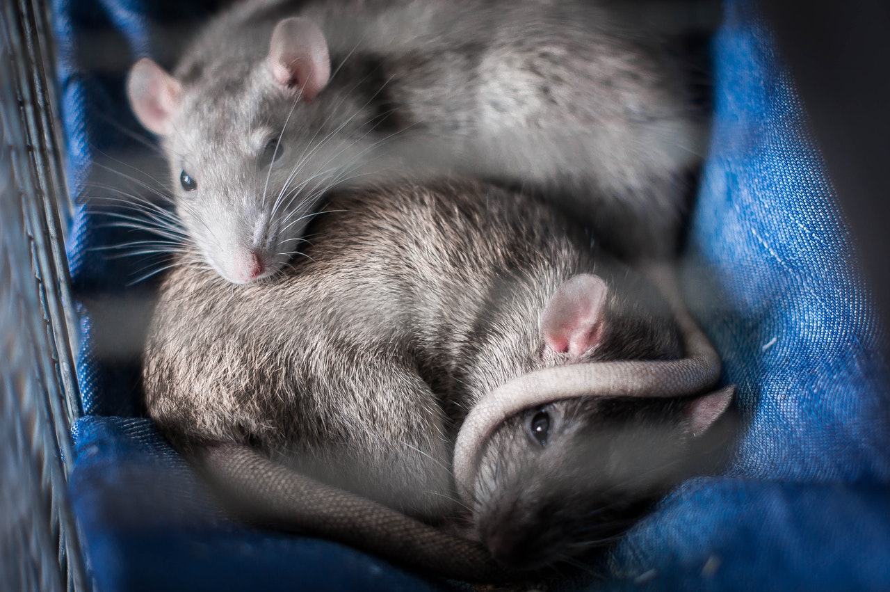 Ratten slapen samen in een kooi.