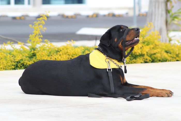 Rottweiler met gele zakdoek