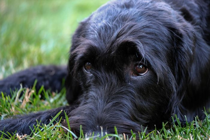 Zwarte Schnauzer