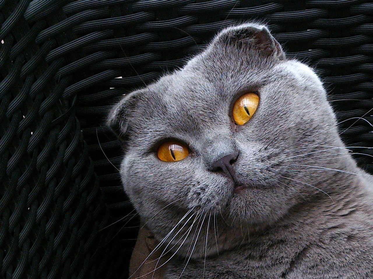 De Scottish Fold hecht zich snel aan gezinsleden.