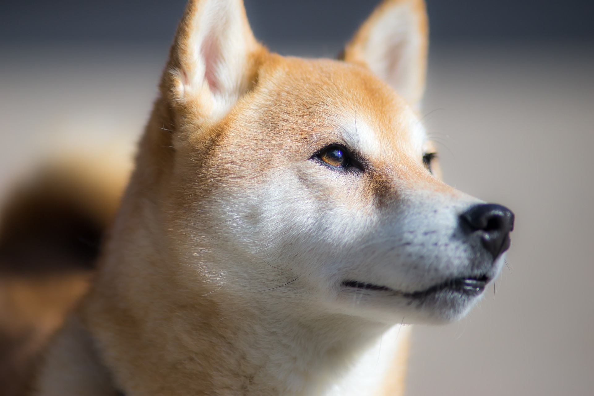 De Shiba Inu heeft geen bijzondere aanleg voor ziekten en geniet over het algemeen tot op hoge leeftijd van een goede gezondheid en fitheid.