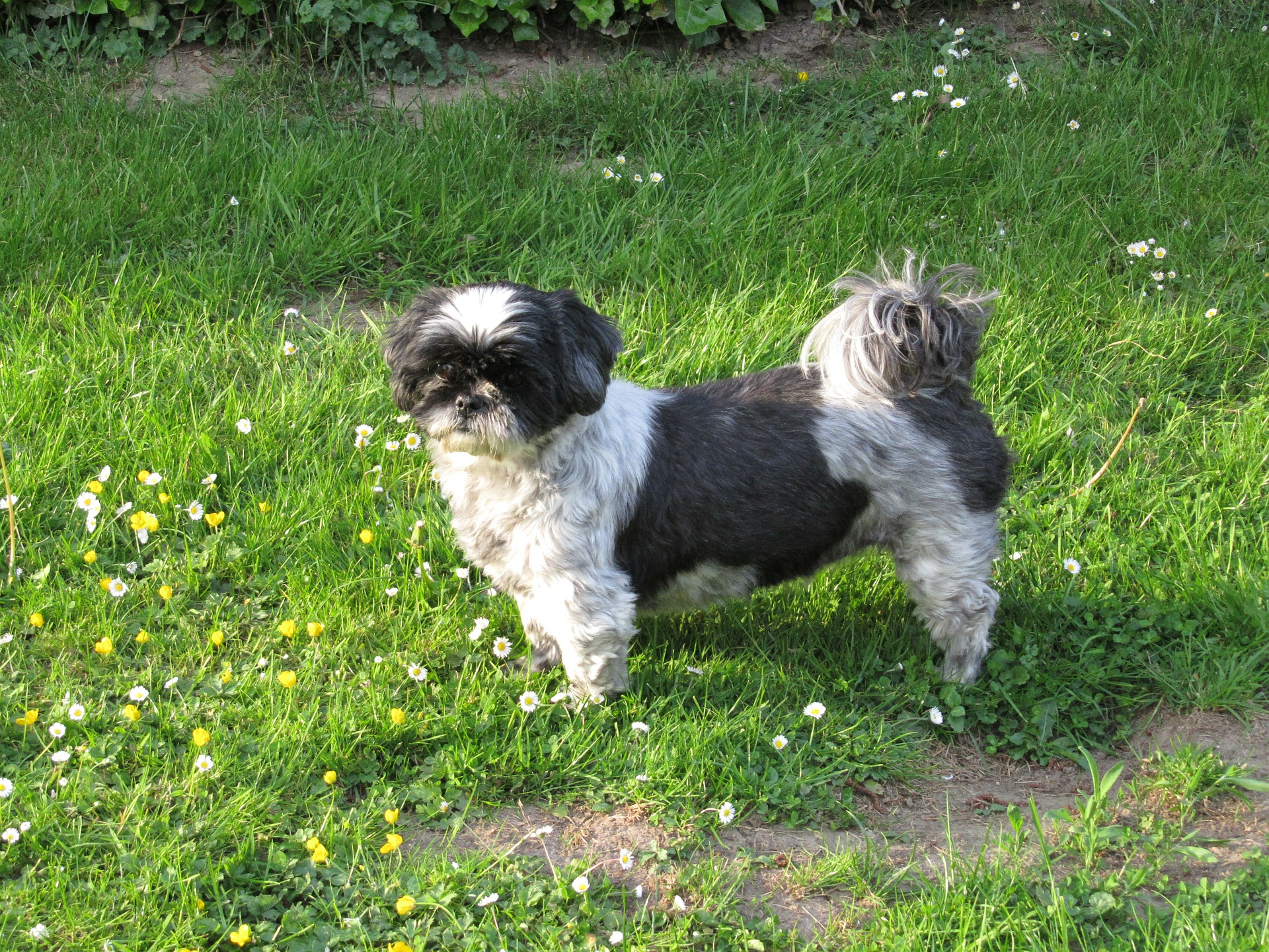 Shih Tzu behoren tot de kleine hondenrassen met een lange en dichte vacht. Vanwege hun schedelstructuur zijn ze zeer vatbaar voor tandsteen, traanbuisproblemen en ademhalingsproblemen.