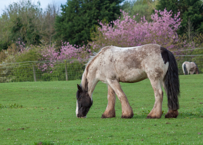 Shire Horse op de wei