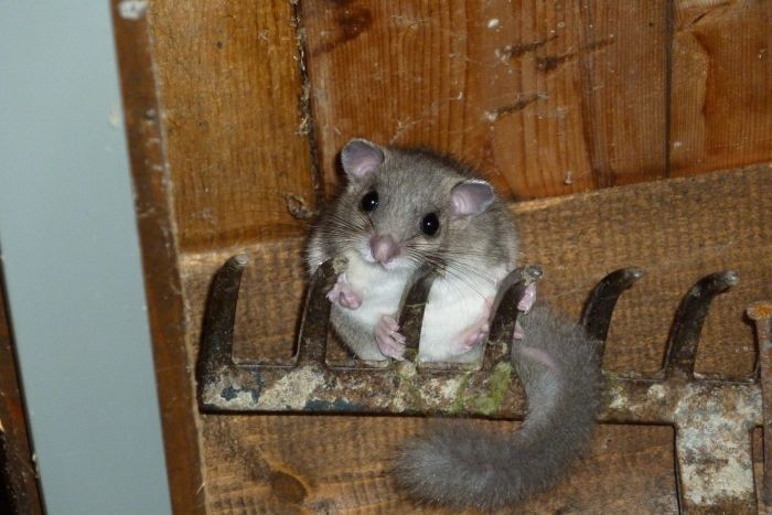 De Dwerghamster zit op een hark.