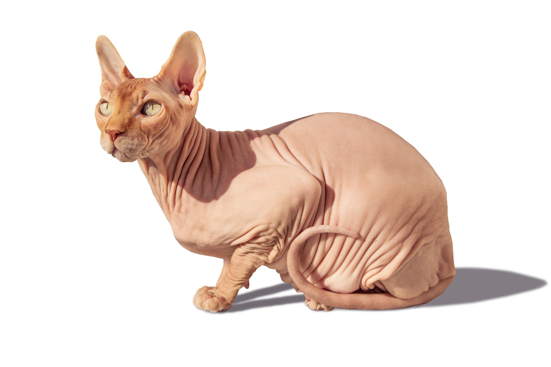 Sphynxen zijn haarloos, hun vibrissen zijn verkort en vaak opgerold, een kleine hoeveelheid lichaamshaar is acceptabel - rond de oren, poten en snuit.
