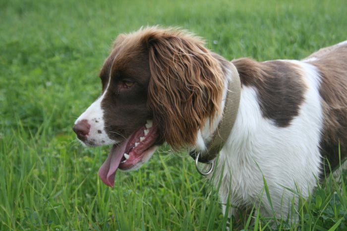 Springer Spaniel op het gras.