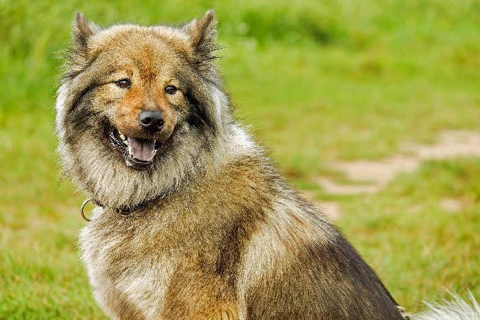 Prikketting voor een hond - alles over een halsband.