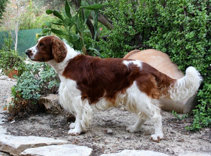 Springer Spaniel in profiel.