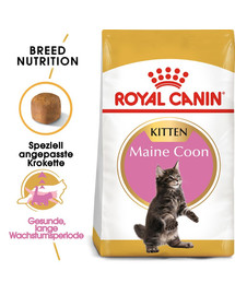 ROYAL CANIN Maine Coon Kittenfutter trocken für Kätzchen 2 kg
