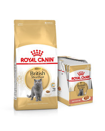 ROYAL CANIN British Shorthair Katzenfutter trocken für Britisch Kurzhaar 10 kg + Nassfutter für Britisch Kurzhaar 12x85 g