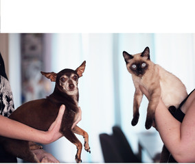 Ein Katzen- oder Hunde-Behaviorist hat die anspruchsvolle Aufgabe, Menschen und Tiere zusammenzubringen.