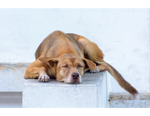 Wat zijn de eerste tekenen van bloedarmoede bij een hond?