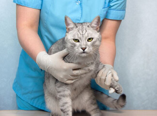 Hoe manifesteren genetische aandoeningen zich bij katten?