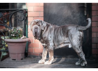 Lernen Sie die teuersten und größten Hunde der Welt kennen.