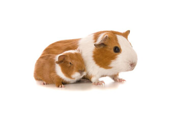 Hoe verloopt een zwangerschap en geboorte bij de cavia?