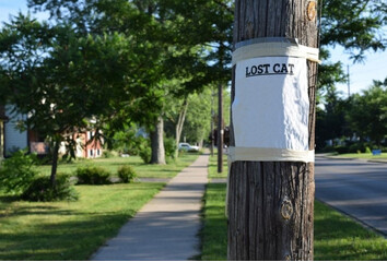 Wat te doen als uw kat vermist is?