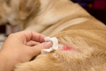 Diagnose en behandeling van atopische dermatitis bij de hond