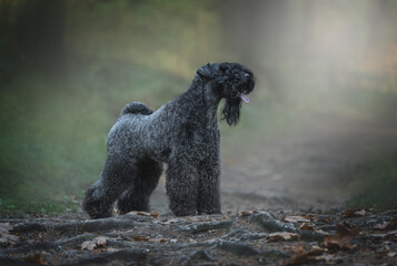 Het karakter, de gezondheid en de geschiedenis van de kerry blue terrier.