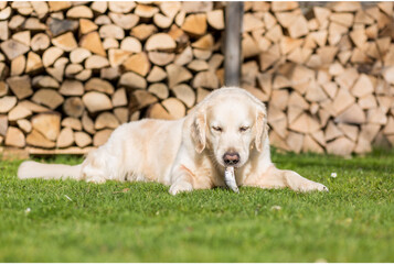 Alles wat je moet weten over het visdieet van je hond.