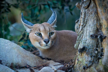 Kan de caracal gedomesticeerd worden?