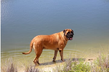 Charakter und Beschreibung von Mastiff.