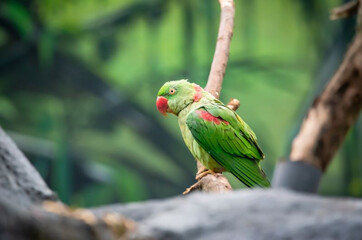 Hoogtepunten van kraag alexandrettes.