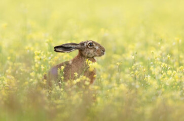 Konijn versus haas - we herschikken de nevenschikking!