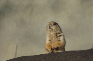 Piesek preriowy jest gryzoniem o uroczym wyglądzie i wysokich wymaganiach.