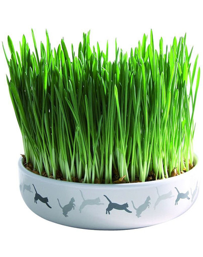 TRIXIE Keramikschale mit Katzengras ø 15 × 4 cm