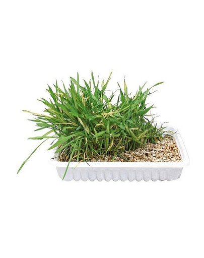 TRIXIE Katzengras, Schale 130g