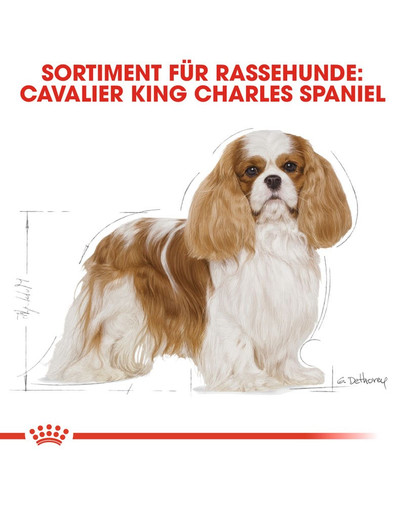 ROYAL CANIN Cavalier King Charles Adult Hundefutter trocken 1,5 kg