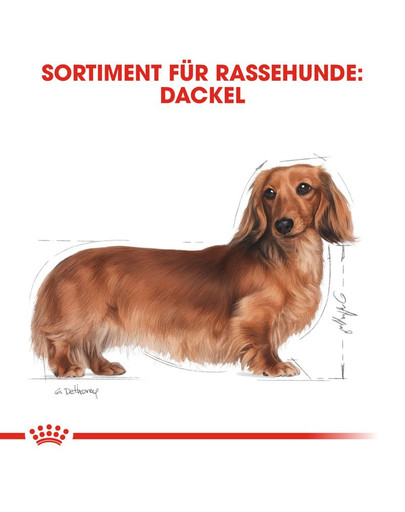 ROYAL CANIN Dachshund Adult Hundefutter trocken für Dackel 7,5 kg