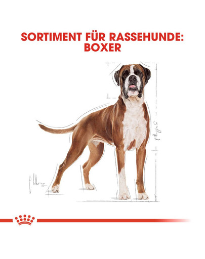 ROYAL CANIN Boxer Adult Hundefutter trocken 12 kg