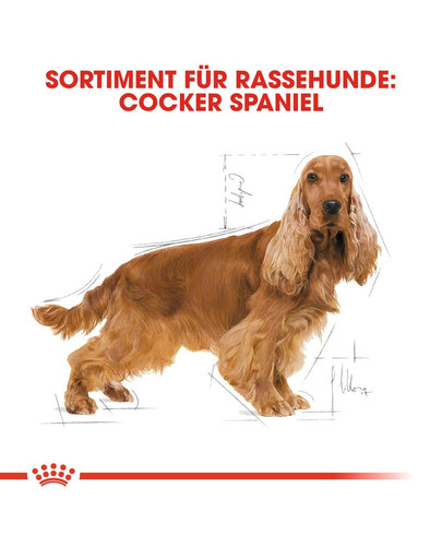ROYAL CANIN Cocker Adult Hundefutter trocken 12 kg