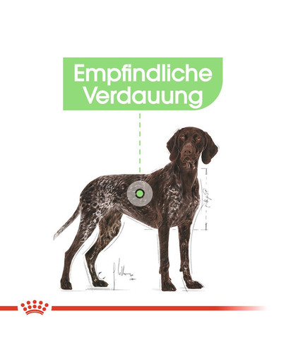 ROYAL CANIN MAXI Digestive Care Trockenfutter für große Hunde mit empfindlicher Verdauung 3 kg